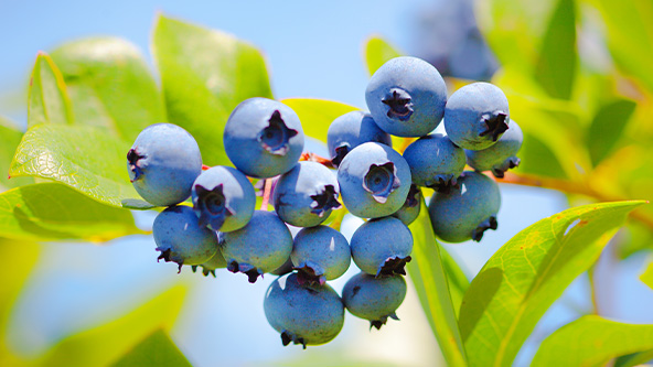 Fresh blueberries growing on a bush, with plump, deep blue berries and green leaves – ripe, juicy, and antioxidant-rich.