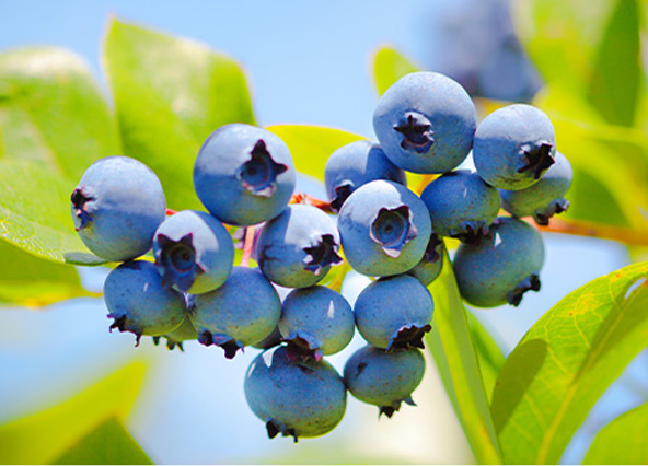 Fresh blueberries growing on a bush, with plump, deep blue berries and green leaves – ripe, juicy, and antioxidant-rich.