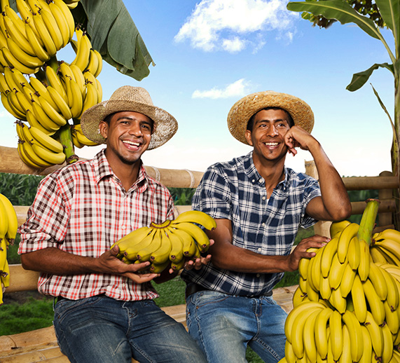 Fresh bananas growing on a tree, with vibrant green leaves – ripe, nutritious, and naturally sweet.