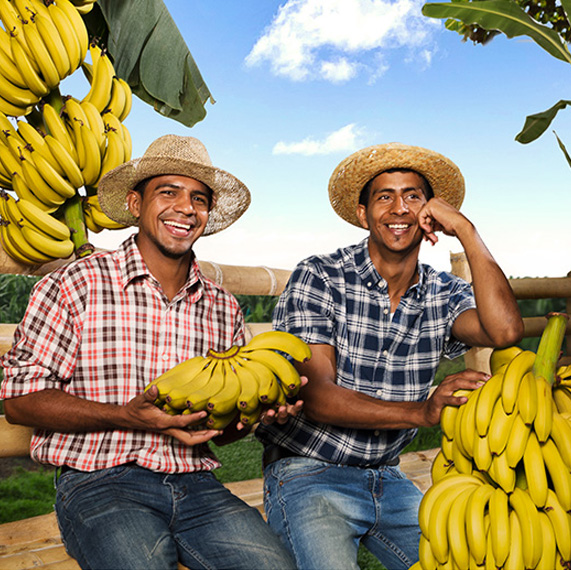 Fresh bananas growing on a tree, with vibrant green leaves – ripe, nutritious, and naturally sweet.
