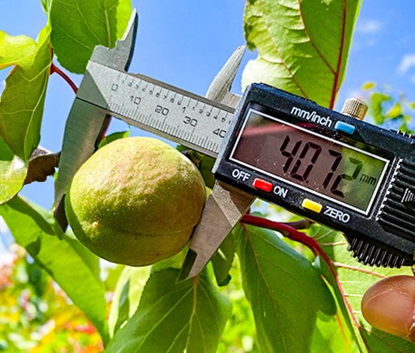 Calidad SanLucar expert inspecting fresh produce, ensuring top quality and adherence to sustainability standards.