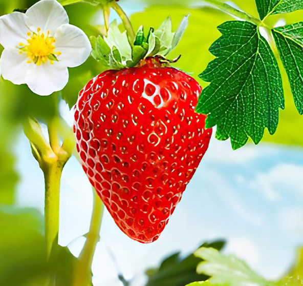Fresh strawberries growing on a plant, with vibrant red color and green leaves – ripe, juicy, and sun-kissed.