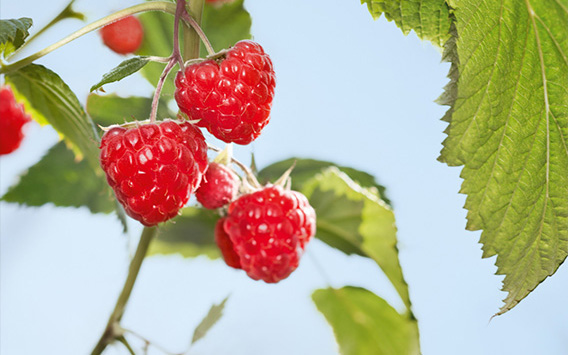 Fresh raspberries growing on a bush, with vibrant red berries and green leaves – ripe, juicy, and naturally sweet.