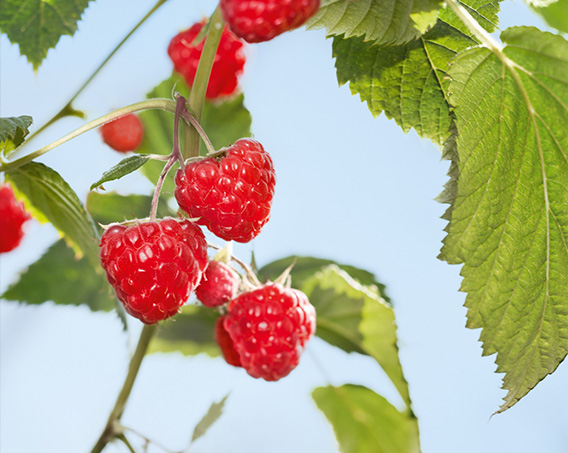 Fresh raspberries growing on a bush, with vibrant red berries and green leaves – ripe, juicy, and naturally sweet.