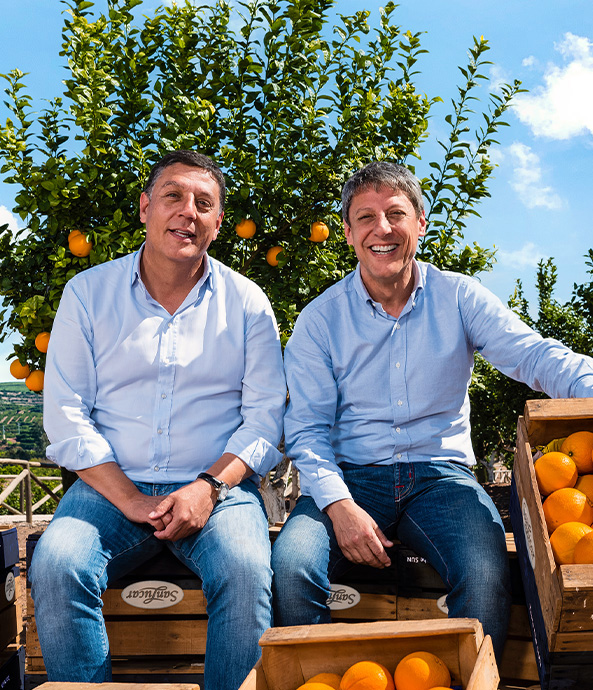 Sun-ripened oranges hanging on a lush green tree, ready for harvest – fresh, juicy, and rich in vitamin C.