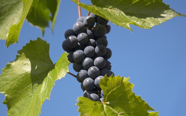Sorten SanLucar expert inspecting fresh produce, ensuring top quality and adherence to sustainability standards.