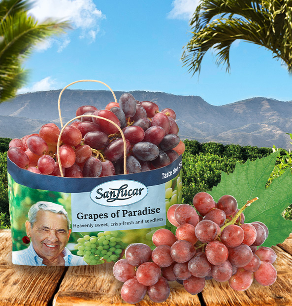Grape farmer harvesting ripe grapes in a vineyard – showcasing fresh, sun-ripened fruit and sustainable agriculture.