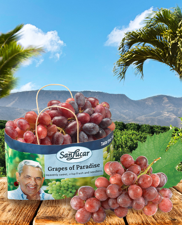 Fresh white grapes with a golden hue, hanging in a vineyard – juicy, sweet, and sun-ripened.