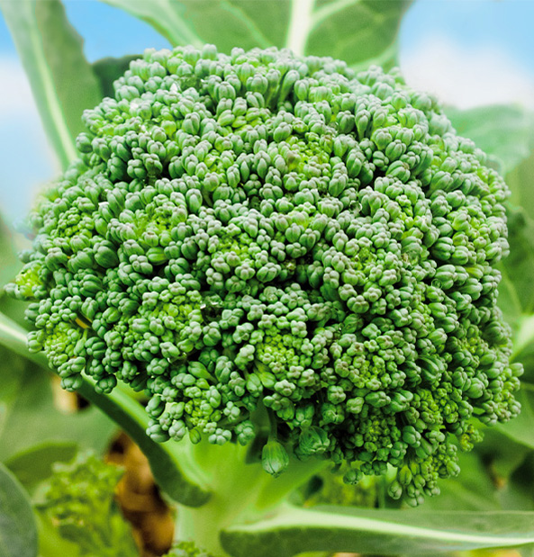 Fresh broccoli growing in a field, with vibrant green florets and sturdy stalks – nutrient-rich and ready for harvest.
