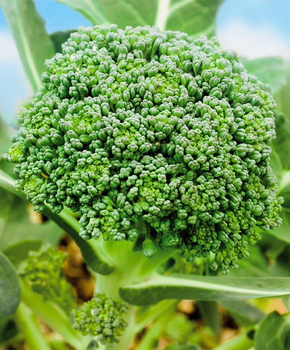 Fresh broccoli growing in a field, with vibrant green florets and sturdy stalks – nutrient-rich and ready for harvest.