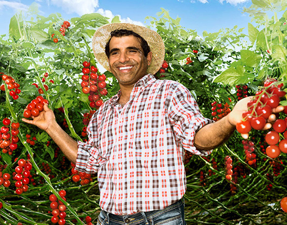 Fresh ripe tomatoes on the vine, with vibrant red color and green stems – juicy, sun-ripened, and full of flavor.