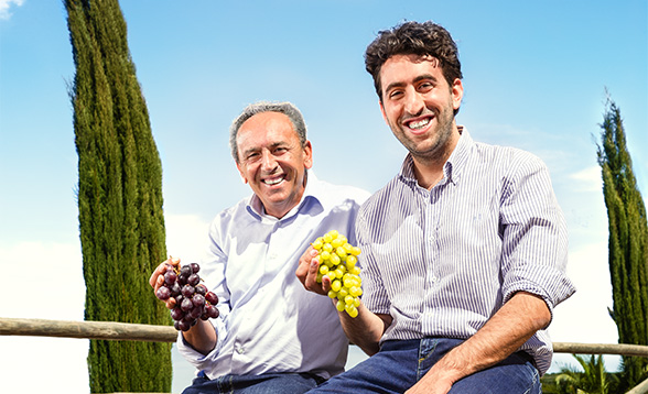 Fresh grapes hanging on the vine, bathed in sunlight – ripe, juicy, and ready for harvest.